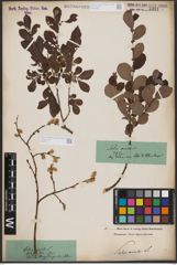 Foto von Salix aurita L.